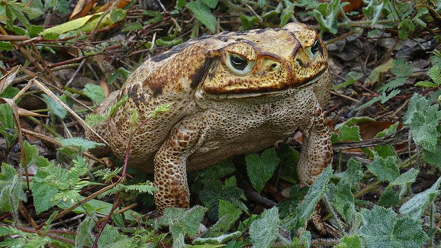 cane toad Australia invasive species